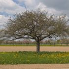 Baum im Ried