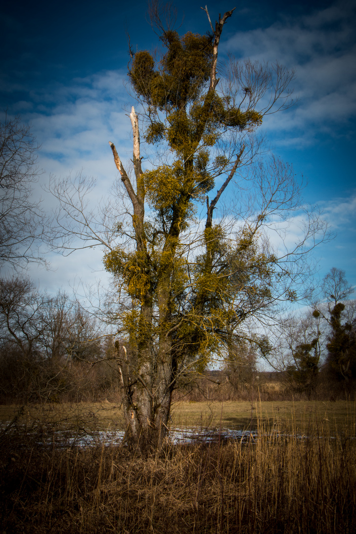 Baum im Ried