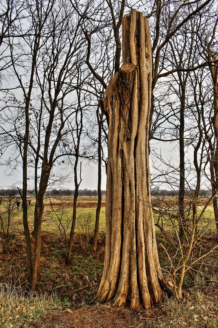 Baum im Rieselfeld