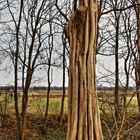 Baum im Rieselfeld