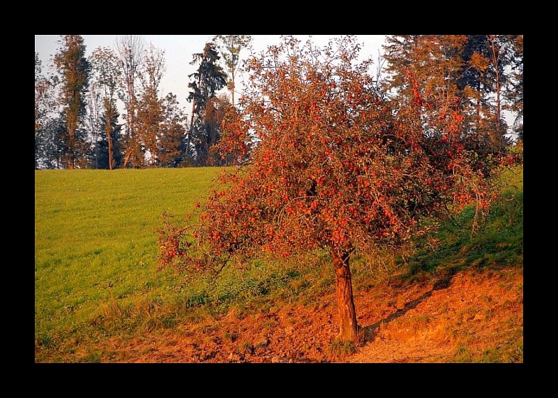 Baum im rötlichen Abendlicht