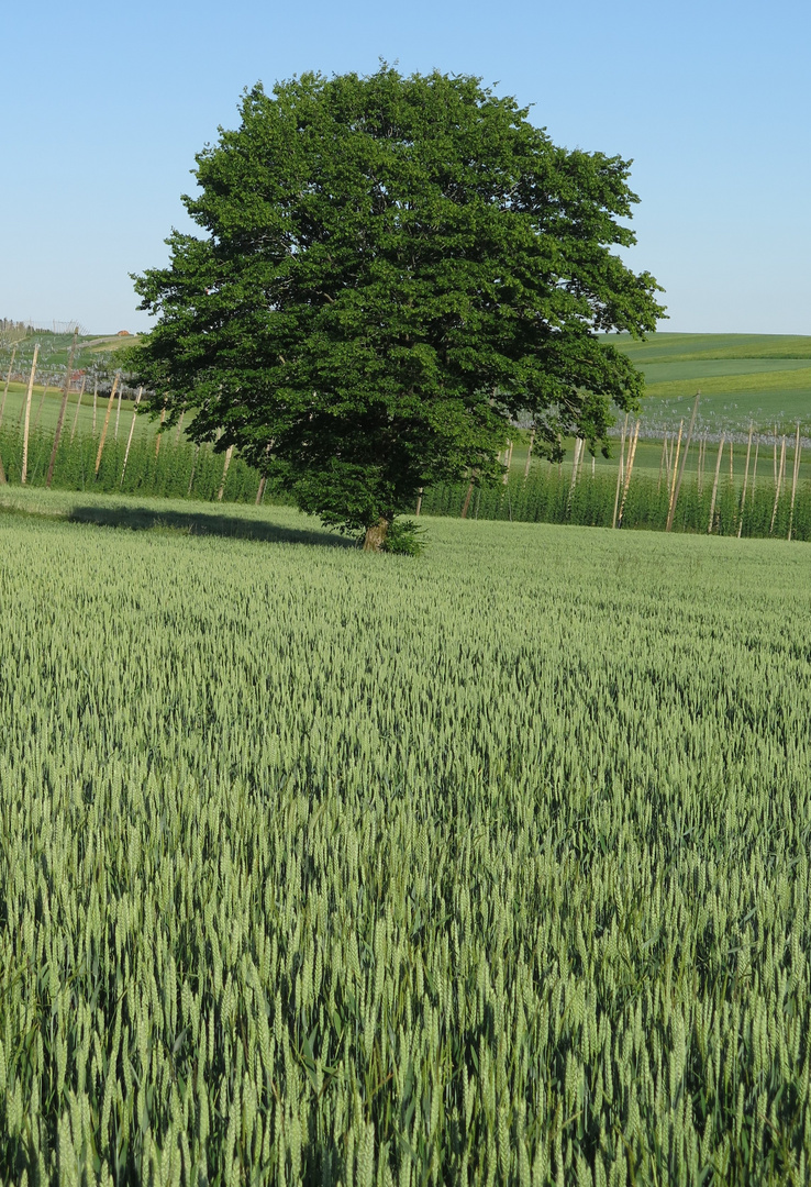 Baum im Roggenfeld 