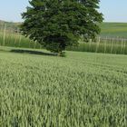 Baum im Roggenfeld 