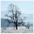 Baum im Ruhezustand