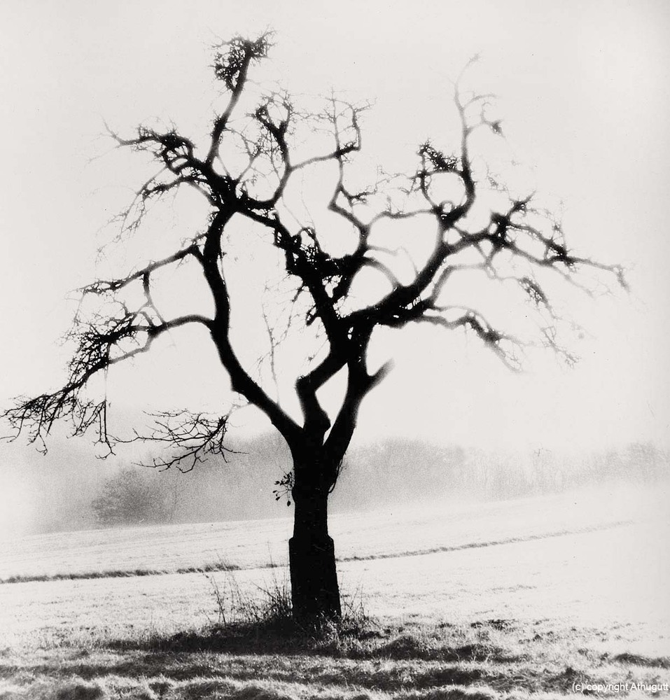 Baum im Saargau