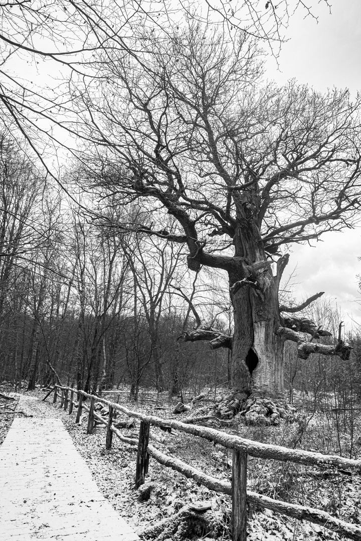 Baum im Sabawald im Schnee