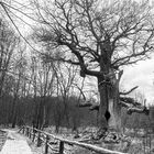 Baum im Sabawald im Schnee