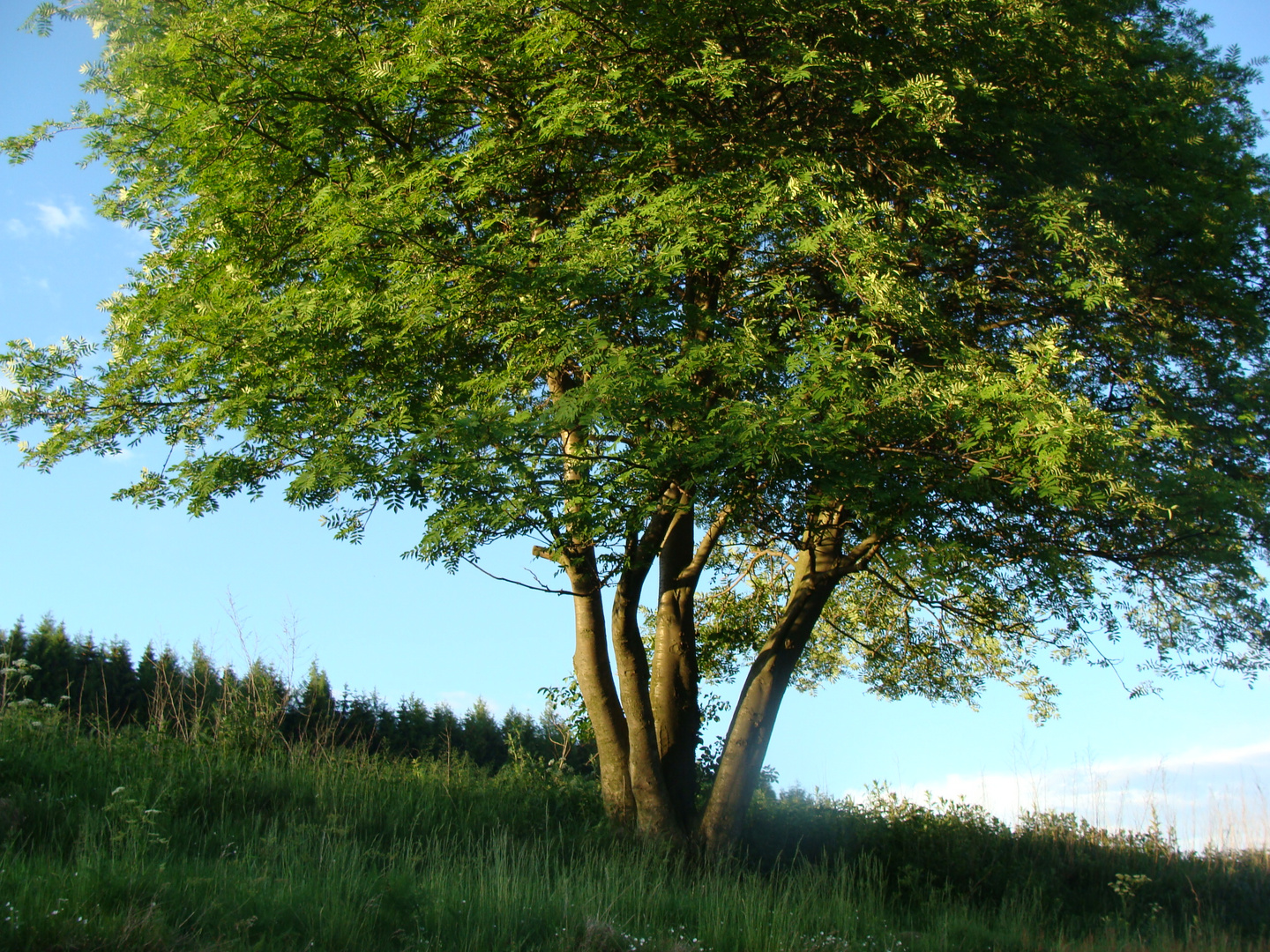 Baum im saftigen Grün