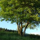 Baum im saftigen Grün