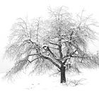 baum im scchnee