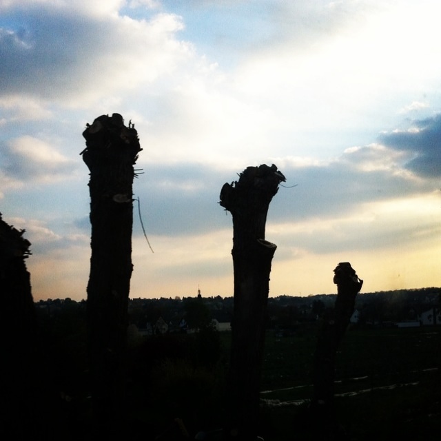 Baum im Schatten