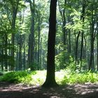 Baum im Schatten