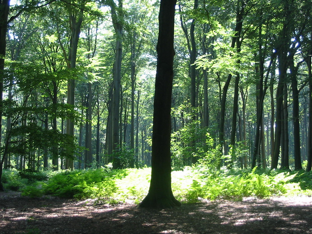 Baum im Schatten