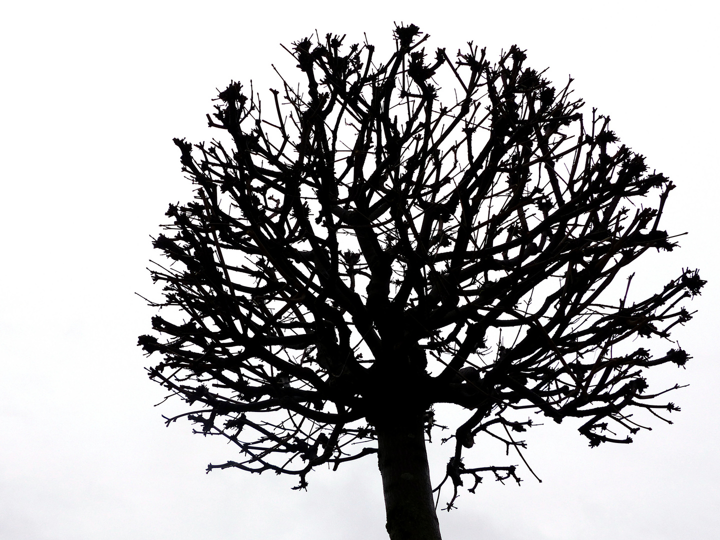 Baum im Scherenschnitt