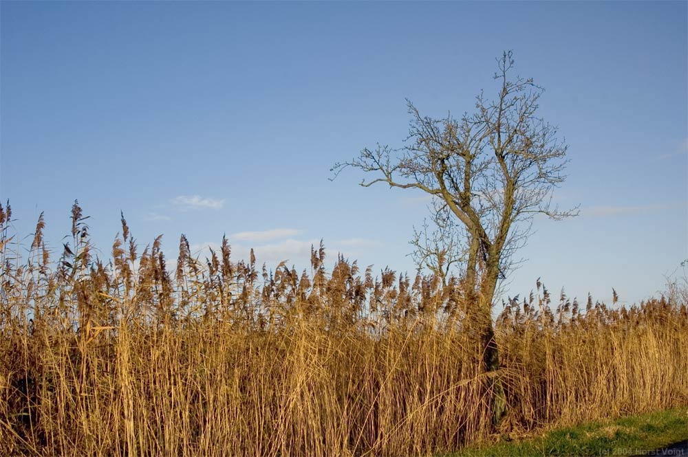 Baum im Schilf