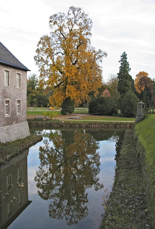 Baum im Schloss Dyck