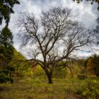 Baum im Schlosspark