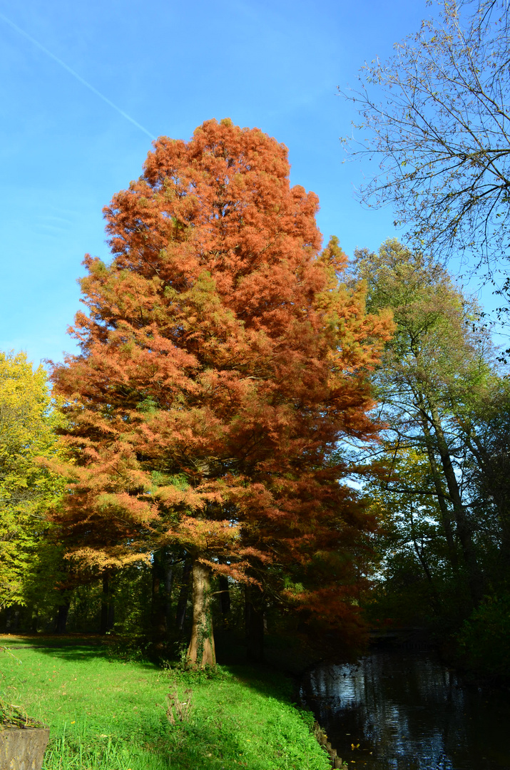 Baum im Schlosspark Berlin Pankow