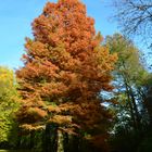 Baum im Schlosspark Berlin Pankow