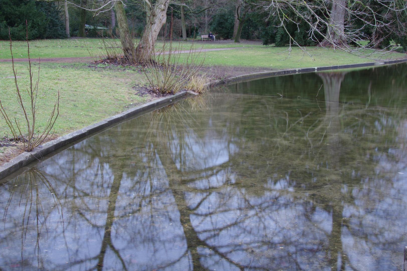 Baum im Schlossteich