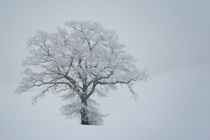 Baum im Schnee