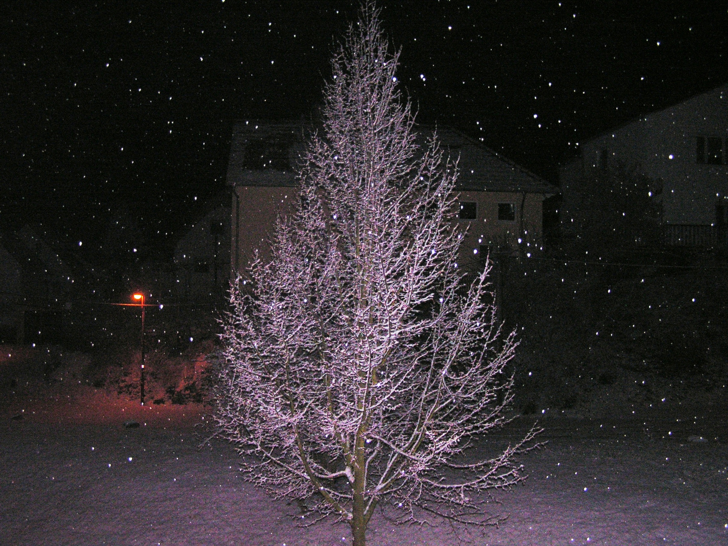 Baum im Schnee