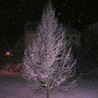 Baum im Schnee