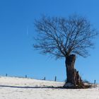 Baum im Schnee