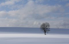 Baum im Schnee