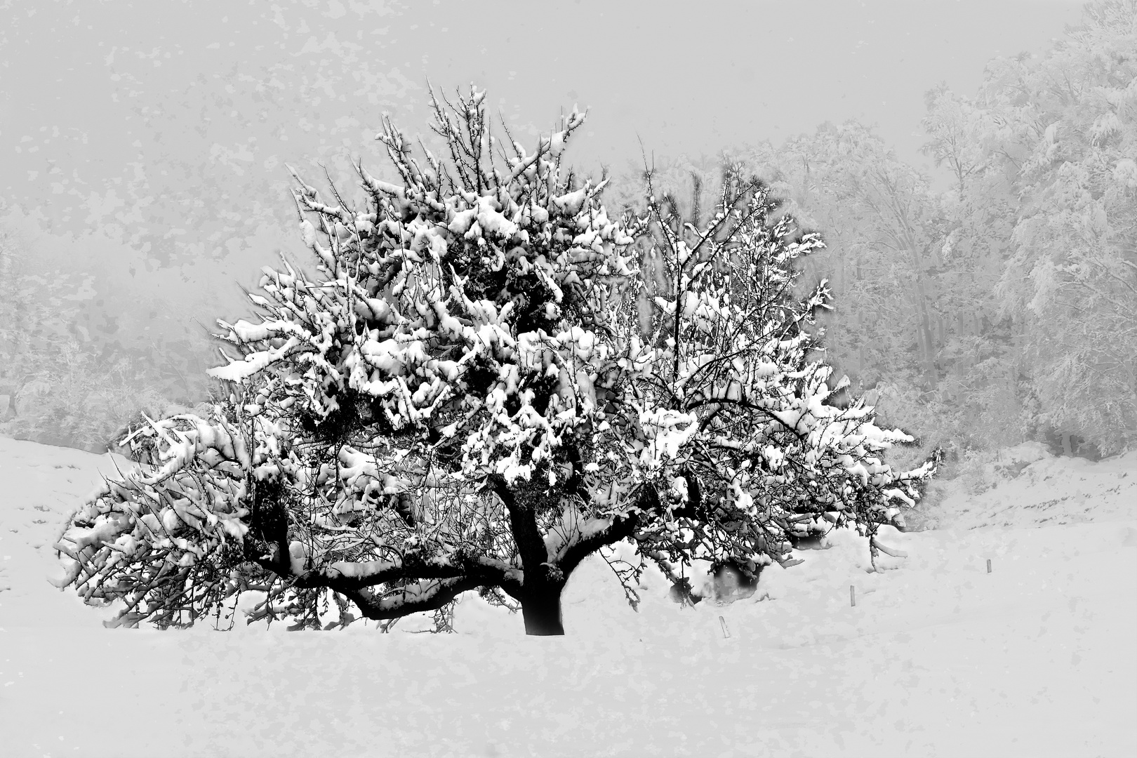 Baum im Schnee