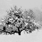 Baum im Schnee