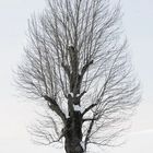 Baum im Schnee