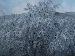 Baum im Schnee 2