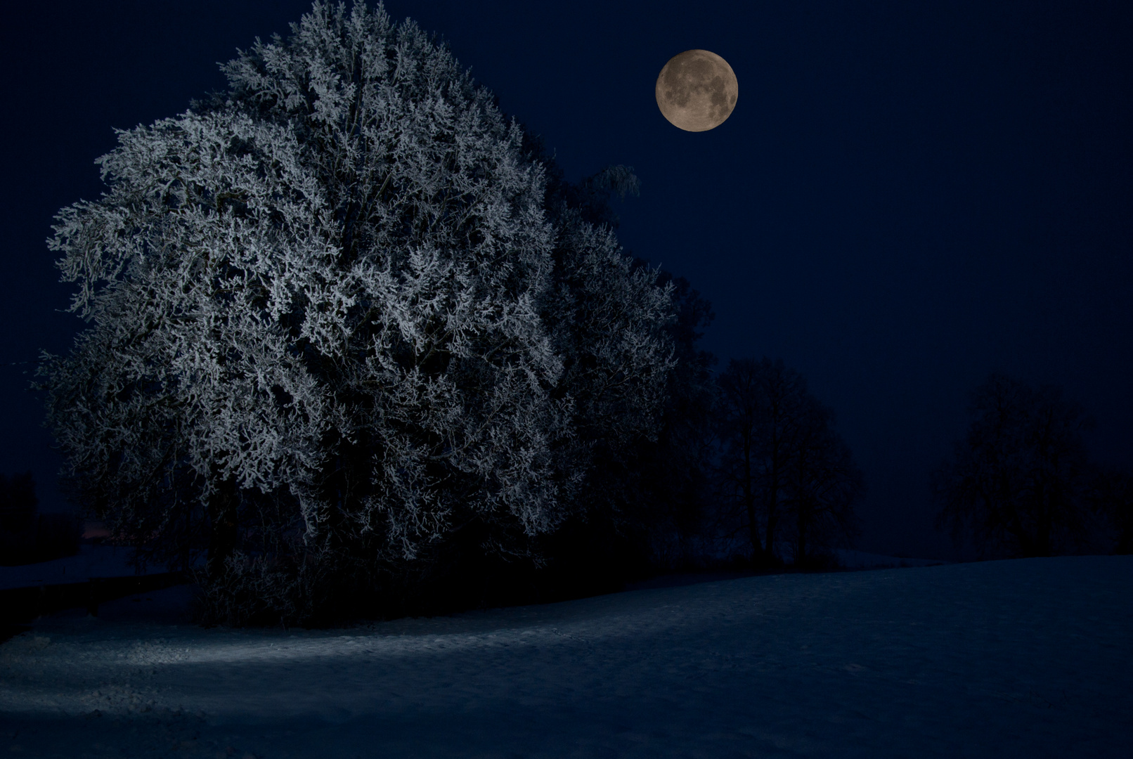 Baum im Schnee