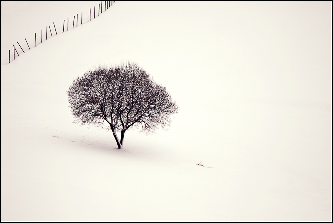 Baum im Schnee