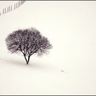 Baum im Schnee