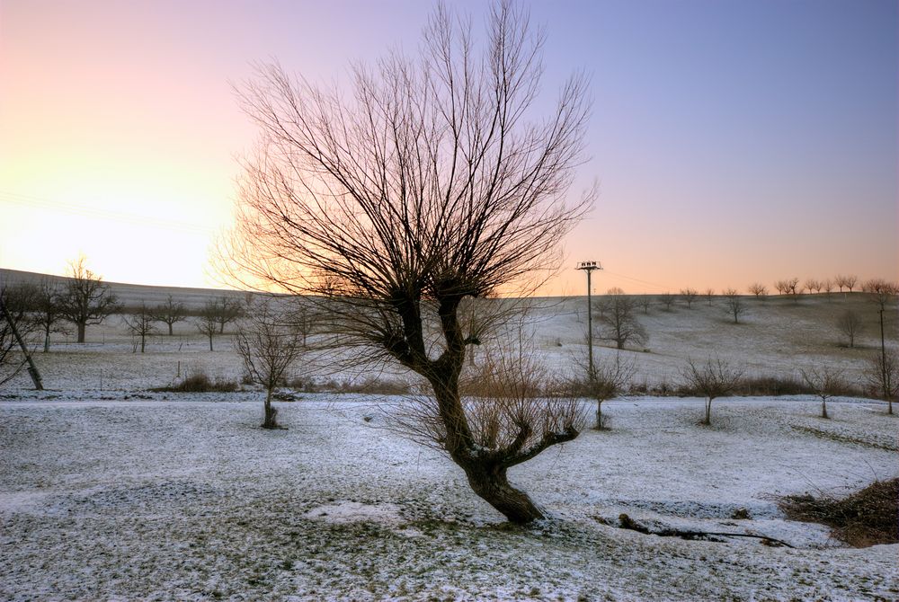 Baum im Schnee