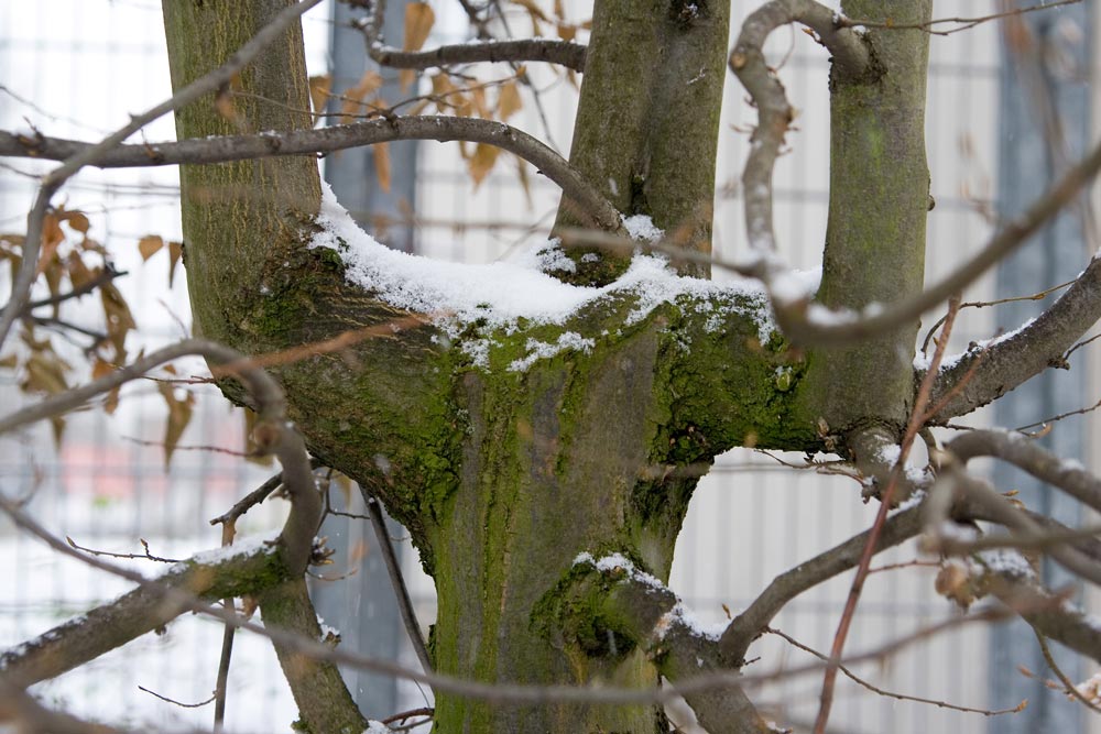 Baum im Schnee