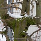 Baum im Schnee