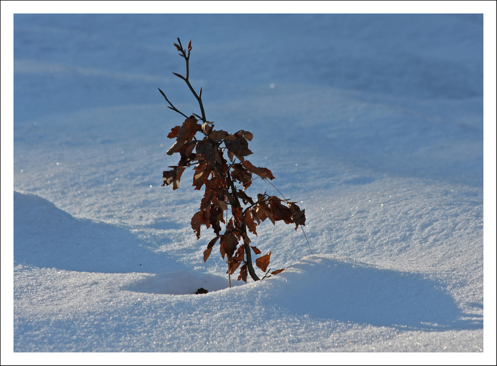 Baum im Schnee