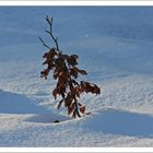 Baum im Schnee