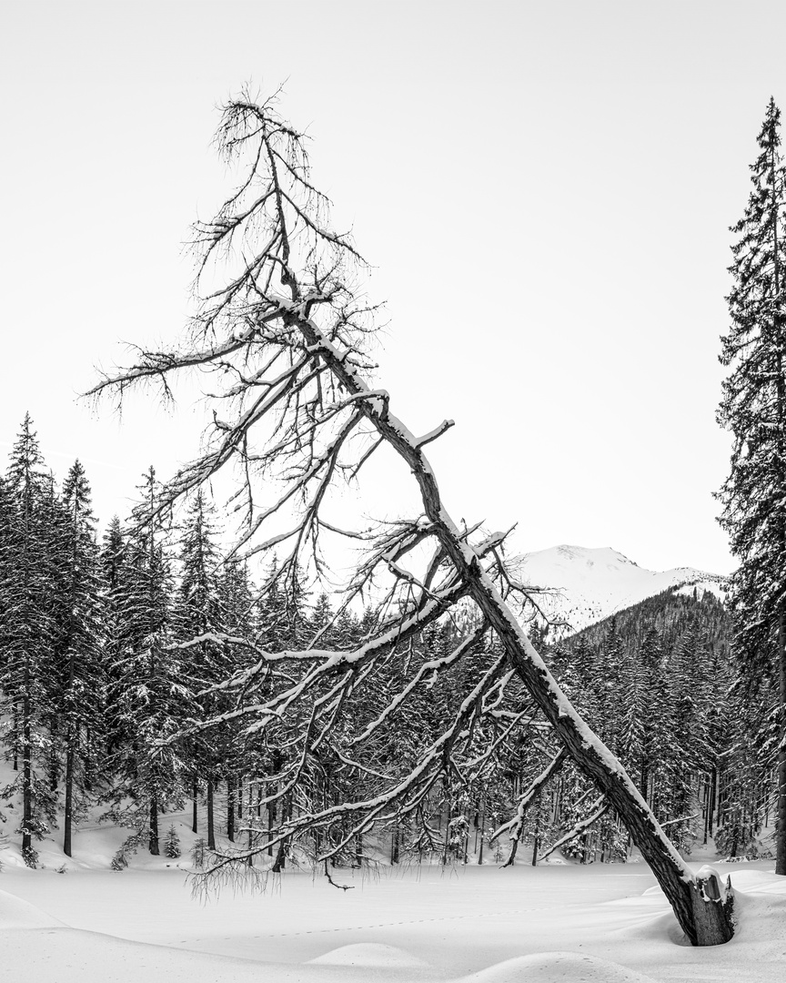 Baum im Schnee