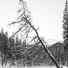 Baum im Schnee