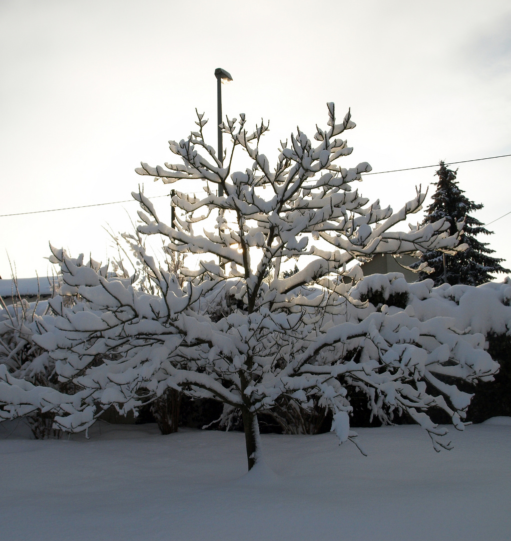 Baum im Schnee