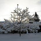 Baum im Schnee