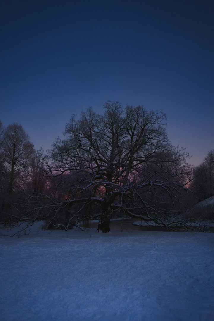 Baum im Schnee