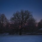 Baum im Schnee