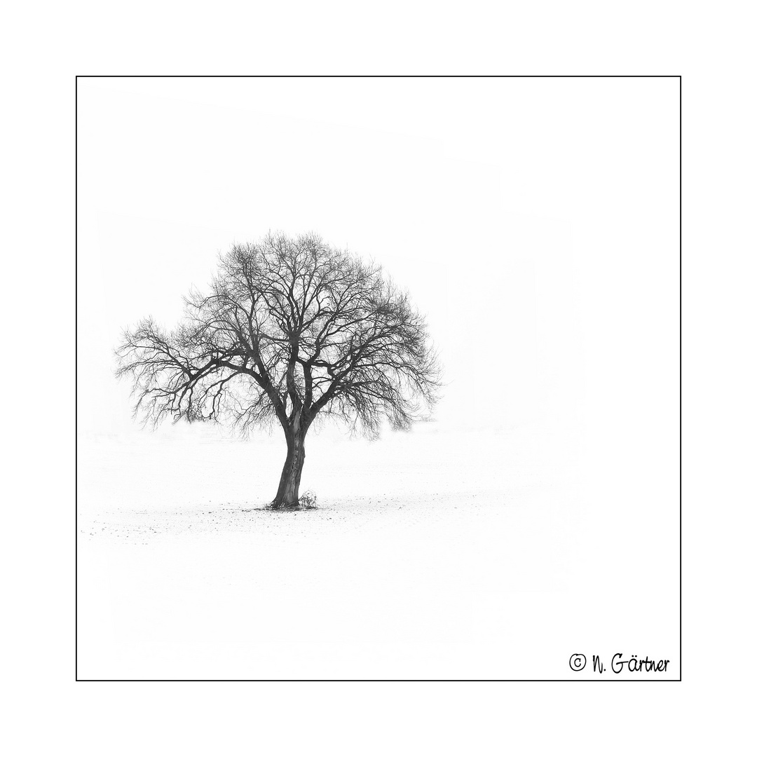 Baum im Schnee