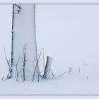 Baum im Schnee