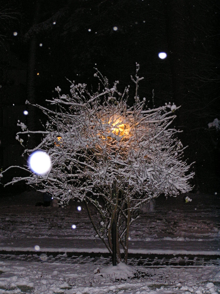 Baum im Schnee